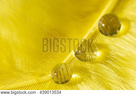 Beautiful Drops Of Water On A Yelliw Fluffy Background.
