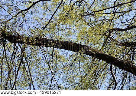 Common Hackberry Branches Against Blue Sky - Latin Name - Celtis Occidentalis