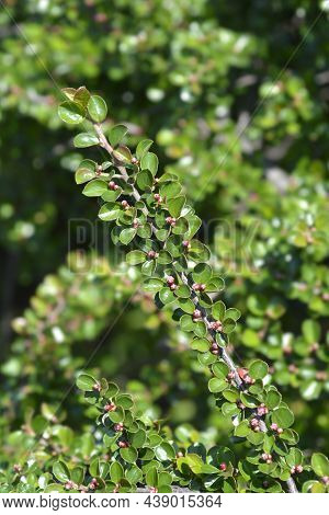 Rock Cotoneaster Branch - Latin Name - Cotoneaster Horizontalis