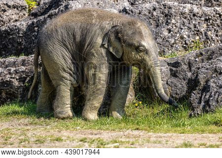 The Asian Elephant, Elephas Maximus Also Called Asiatic Elephant, Is The Only Living Species Of The 
