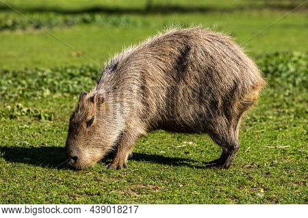 The Capybara, Hydrochoerus Hydrochaeris Is A Mammal Native To South America. It Is The Largest Livin