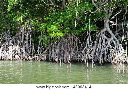 mangroveträd i Karibiska havet