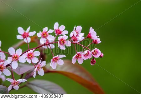 Pink Cherry Flowers. The Branches Of A Blossoming Tree. Cherry Tree With Pink Flowers On Green Blurr