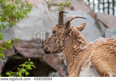 Mountain Goat Or East Caucasian Tur, Female, Latin Name Carpa Cylindricornis. It Is Critically Endan