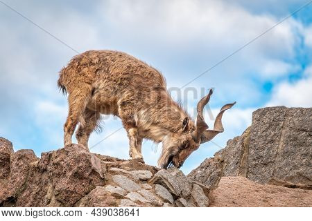 Markhor, Capra Falconeri, Wild Goat Native To Central Asia, Karakoram And The Himalayas Standing On