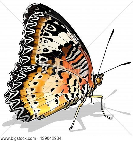 Leopard Lacewing - Beautiful Butterfly Cethosia Cyane Isolated On White Background, Vector Illustrat