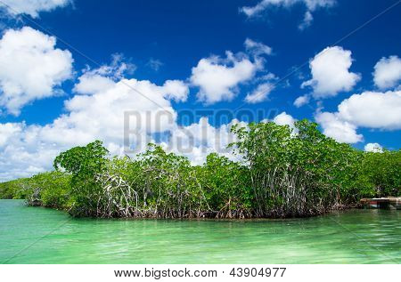 mangroveträd i Karibiska havet