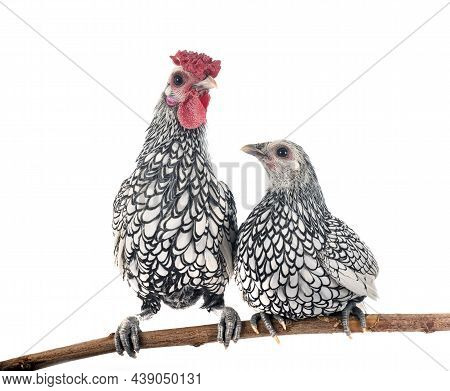 Sebright Chicken In Front Of White Background