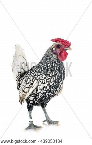 Sebright Chicken In Front Of White Background