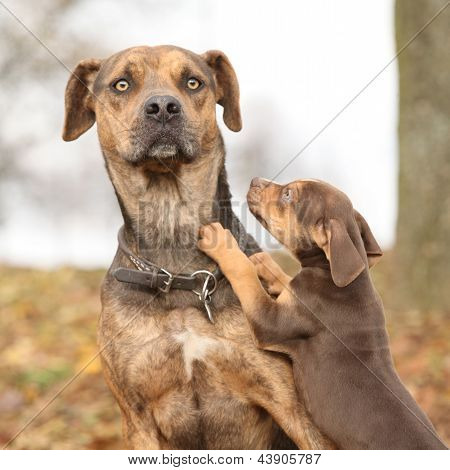 Louisiane Catahoula chien effrayé de la parentalité
