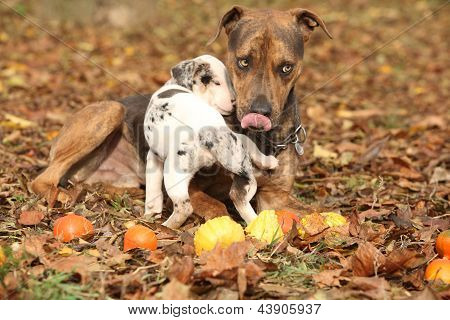 Louisiane Catahoula chien jouer avec le chiot