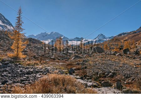 Colorful Autumn Landscape With A Glacier, Snowy Mountains And Golden Larch Trees Growing On The Rock