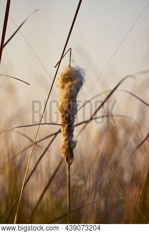 A Thread Of Rushes In The Light Of The Sunset