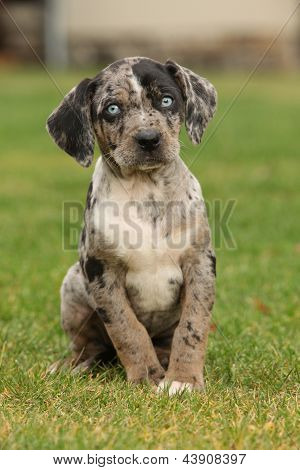 Chiots Catahoula Louisiane sur l'herbe