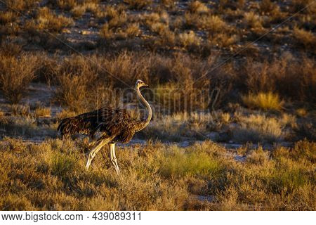 African Ostrich Female Walking In Scrubland At Twilight In Kgalagadi Transfrontier Park, South Afric