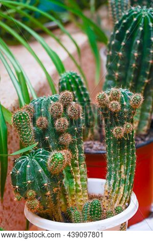 Echinopsis Cactus With Offshoots Of Babies Or Pups. Echinopsis Calochlora. Selective Focus