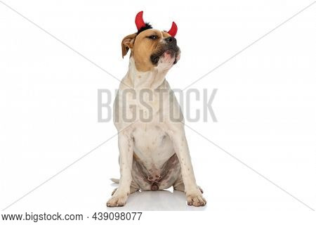cute american bulldog dog feeling a bit arrogant and wearing devil horns on white background