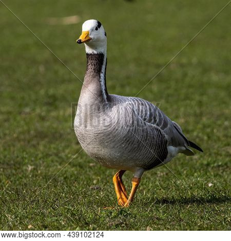 The Bar-headed Goose, Anser Indicus Is A Goose That Breeds In Central Asia In Colonies Of Thousands 