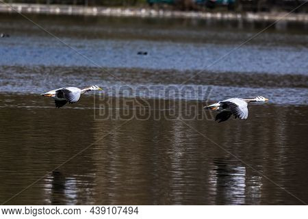 The Bar-headed Goose Flying Over A Lake At Munich. Anser Indicus Breeds In Central Asia In Colonies 