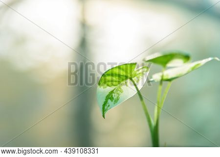 Closeup Focus To Little Fresh Alocasia Macrorrhizos