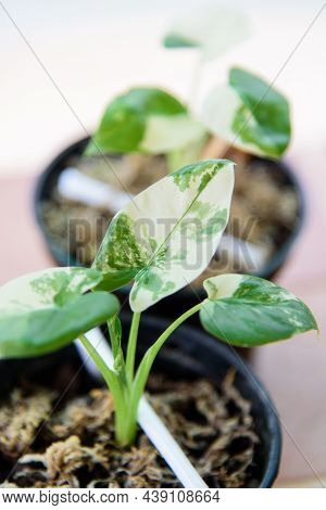 Closeup Focus To Little Fresh Alocasia Macrorrhizos