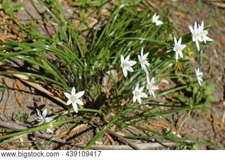 Lily White Flowers Of Ornithogalum Umbellatum In April