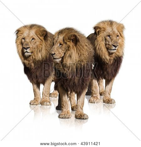 Gruppe von wilden Löwen, Isolated On White Background