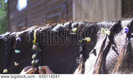 Children Braid Pigtails On Mane Of A Horse That Stands In The Stall. Hippotherapy Is A Concept. Kiev