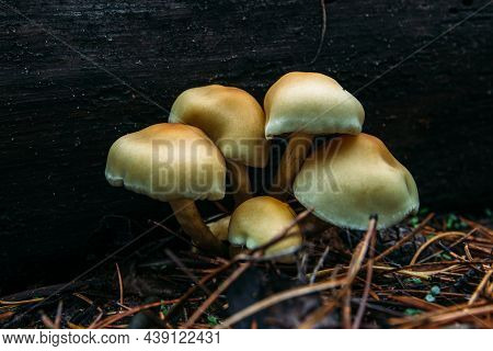 Five Inedible Mushrooms On A Dark Background In Pine Needles.