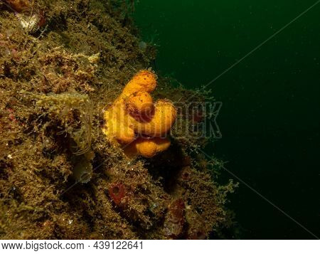 A Close-up Picture Of The Soft Coral Dead Mans Fingers Or Alcyonium Digitatum. Picture From The Weat