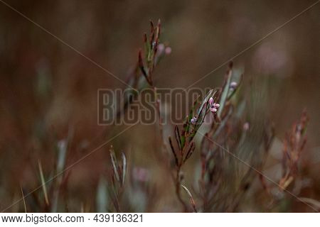 Andromeda Polifolia Plant Close Up In Swamp. Brown Background
