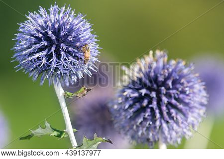 Southern Globethistle (echinops Ritro)