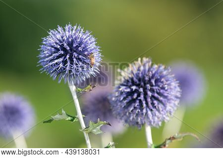 Southern Globethistle (echinops Ritro)