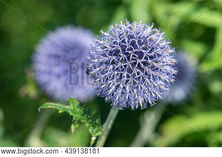 Southern Globethistle (echinops Ritro)