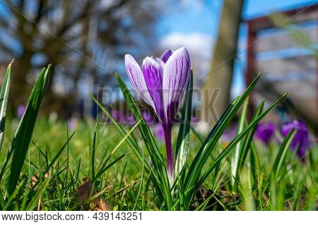 Spring In The City, Blossom Of Colorful Crocusses In Sunny Day