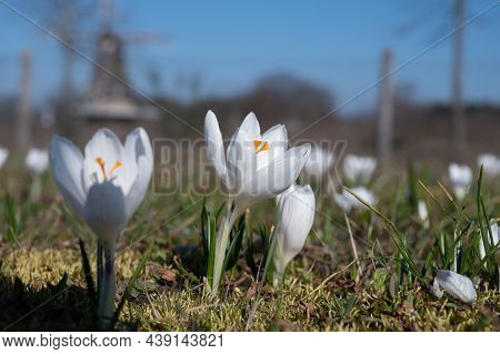 Spring In The City, Blossom Of White Crocusses In Sunny Day