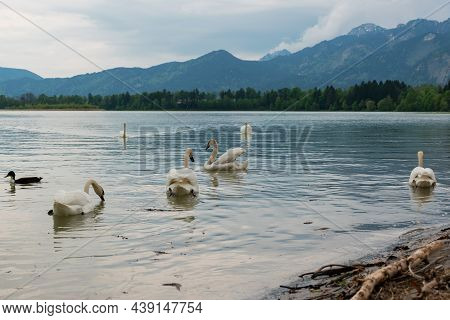 Swans In Forggensee Lake In Fussen, Germany.