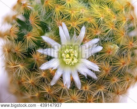 Macro Shot Of The Flower Of The Cactus Plant Mamillaria Hahniana (latin Name), Contrasting Against T
