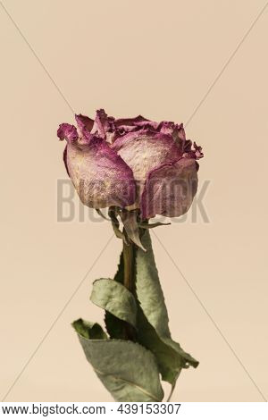 Dried pink rose flower on a brown background