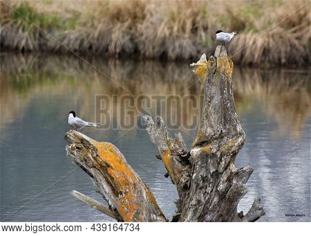 Artic Terns On Stump In Pond Alaska