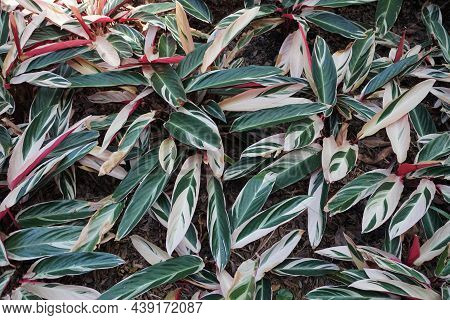 The White And Green Leaves Of Stromanthe Sanguinea Triostar, A Tropical Plant