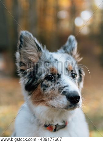 Blue merle Border Collie dog at autumn forest. Young dog.

