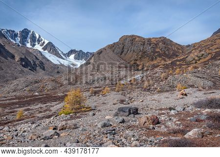 Beautiful Autumn Landscape With A Glacier, Snow, Mountains And Golden Larch Trees Growing On The Roc