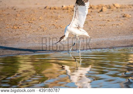 Water Bird Pied Avocet, Recurvirostra Avosetta, In A Fighting Pose Protects Its Chicks. The Pied Avo