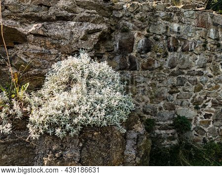 Ruin Of A Medieval Castle In The Middle Of Woods In Czech Republic