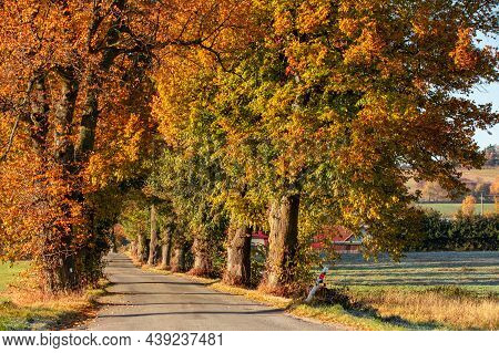 Beautiful Asphalt Road And Tree Alley. Summer Rural Landscape. Abstract Colored Vintage Tone Trees I