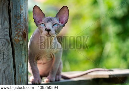 Canadian Sphynx Cat Of Chocolate Mink And White Color, 4 Months Old, Sits Relaxed On High Wooden Cro