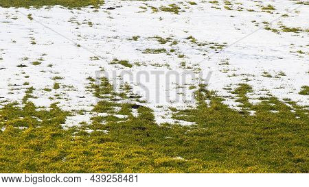 Melting Snow In The Garden, In The Field During The Spring Thaw. Withered Grass Looks Out From Under