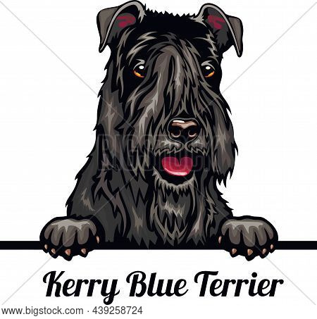Kerry Blue Terrier - Color Peeking Dogs - Dog Breed. Color Image Of A Dogs Head Isolated On A White 