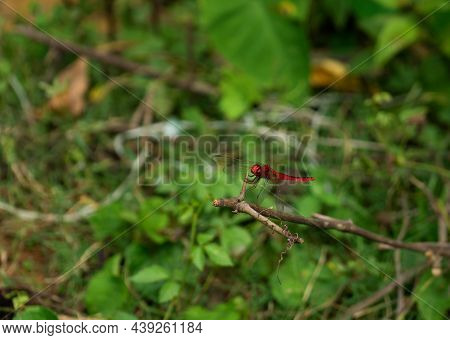 Scarlet Skimmer (orthetrum Testaceum). Dragonfly, Odonate, Insect. In A Rural Area Of India.